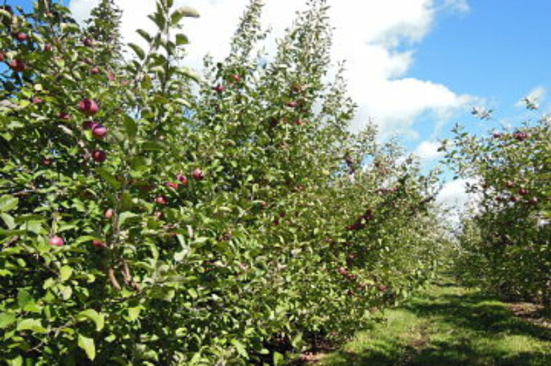 Tomber dans les pommes en famille article image