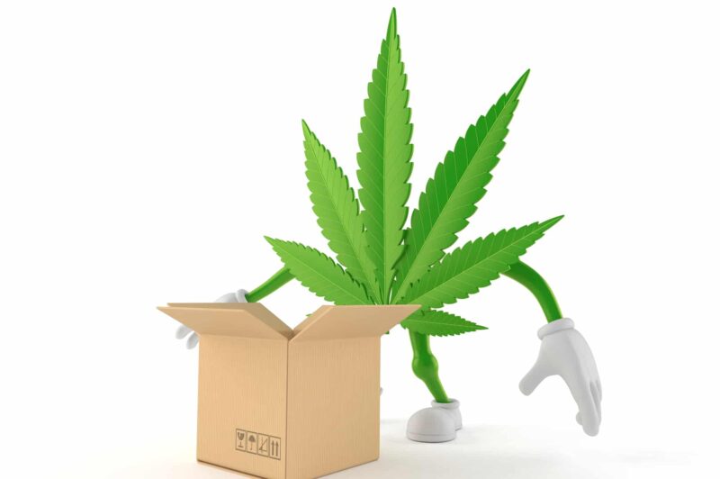 Cannabis : la chaîne d’approvisionnement s’organise, la réglementation piétine à Québec article image