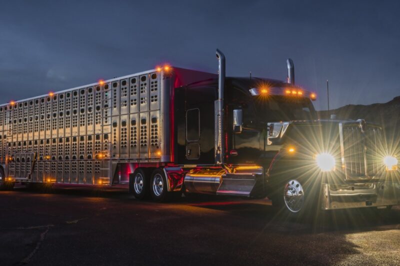 Nouvelles exigences pour le transport d’animaux article image