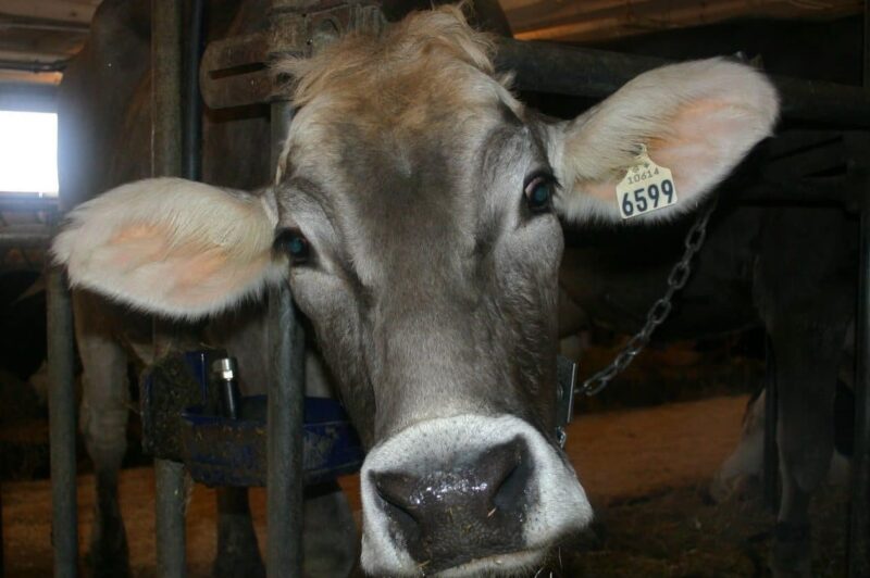 Nouvelles règles sur le transport d’animaux le 20 février article image