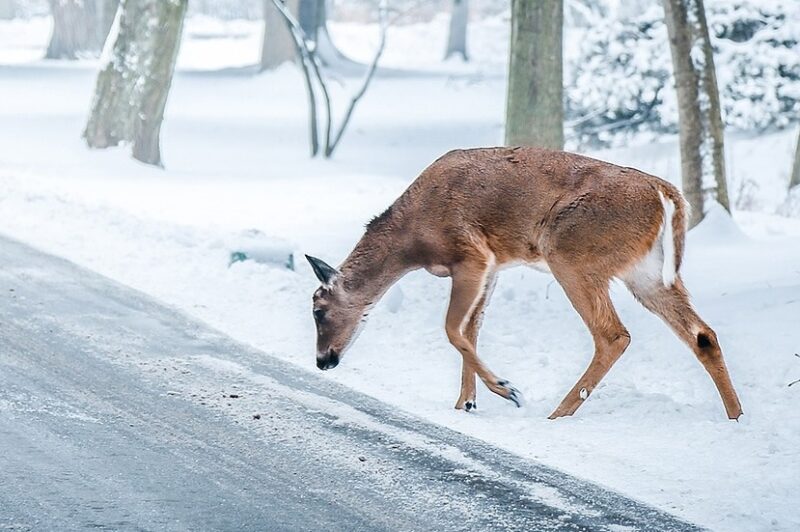 Appel à la prudence – Les grands animaux plus nombreux aux abords des routes article image