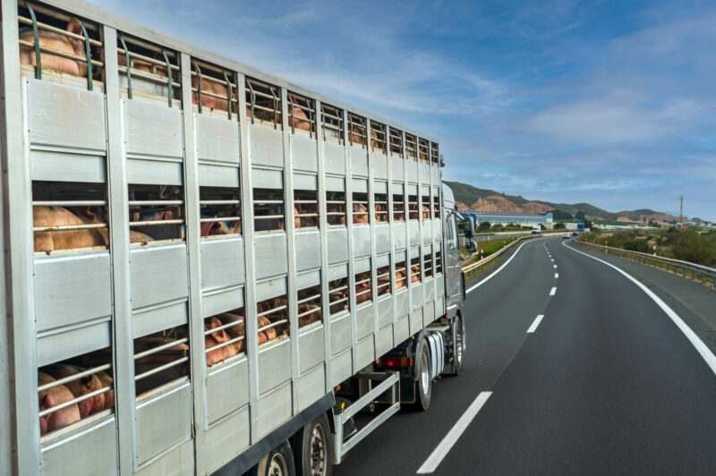 <strong>Mise à jour du programme de certification du transport du bétail</strong> article image