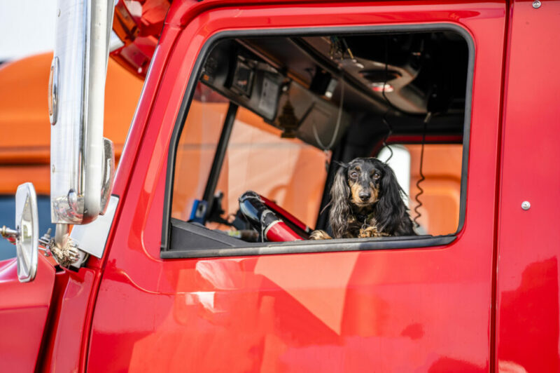 <strong>Pourquoi amener un animal de compagnie dans son camion?</strong> article image