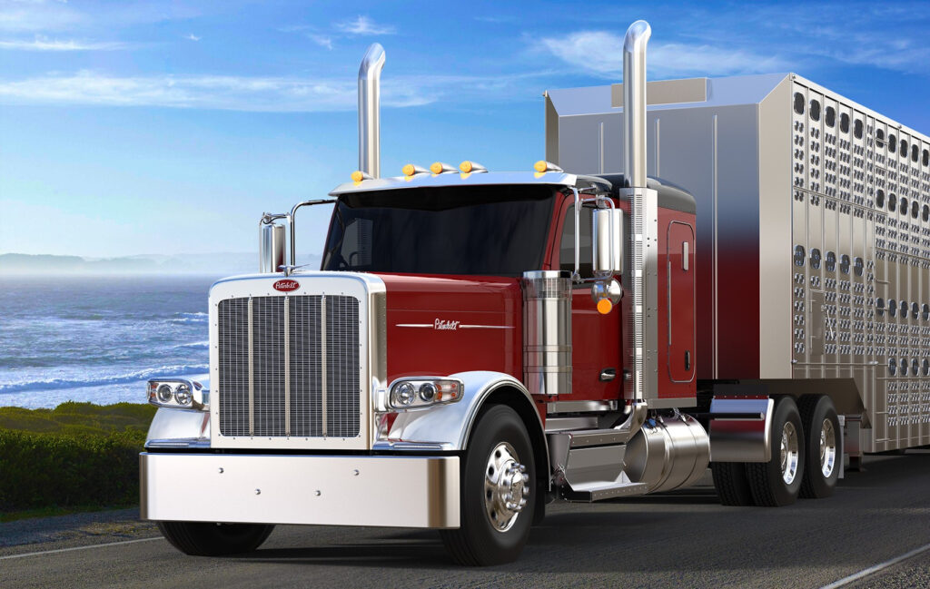 Peterbilt 589 rouge qui tracte une remorque de transport de bétail
