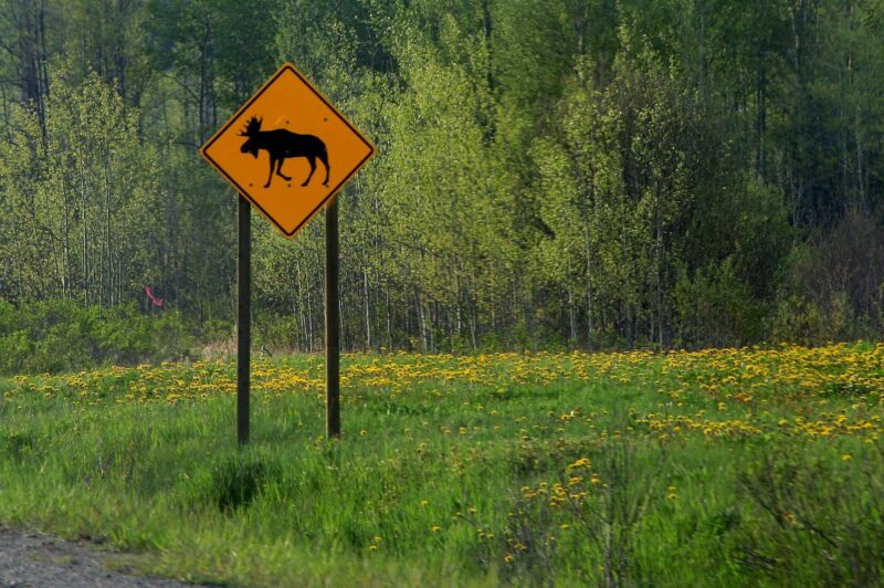 Appel de vigilance face à une présence hâtive de la faune article image