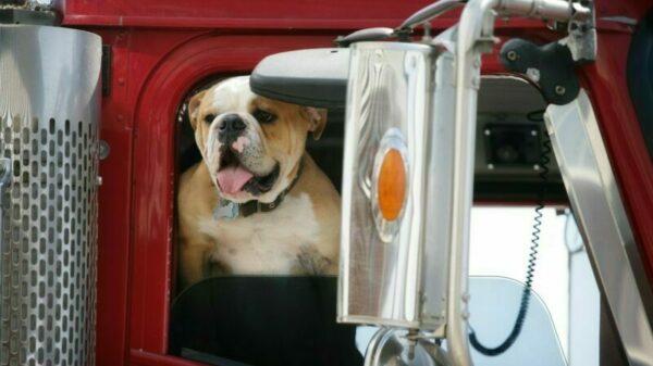 Dog-in-truck-800×532-credit-iStock-800×532-c-default alternate text for this image