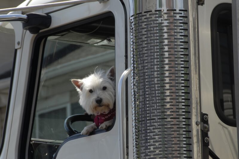 Ottawa veut que les Canadiens soient exemptés du «passeport canin» à la frontière article image