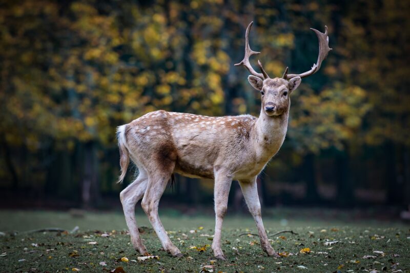 Présence hâtive de la grande faune sur les routes du Québec article image
