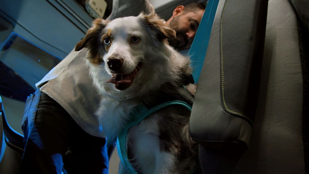 Chien porte son harnais et se fait attacher dans un Volvo VNL
