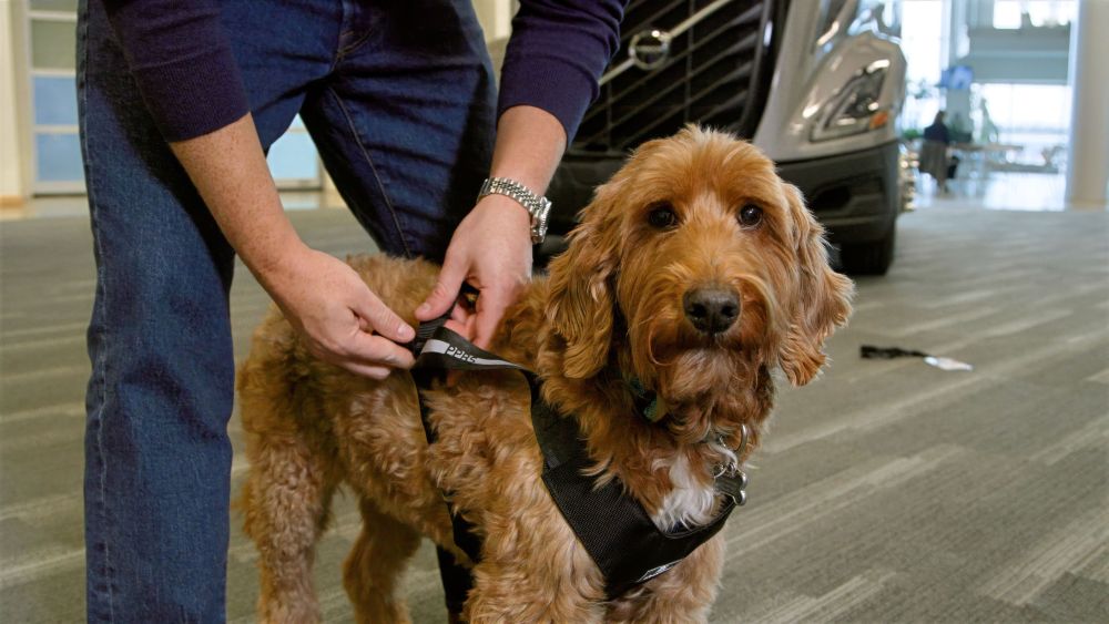 Chien devant un Volvo VNL dans un hall d’exposition