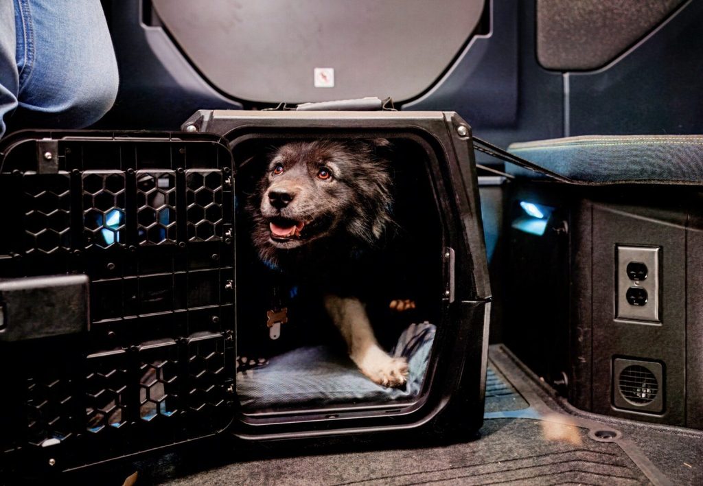 Chien dans sa cage à l’intérieur d’un camion
