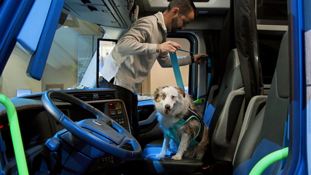 Chien se fait attacher sur le siège passager d’un camion